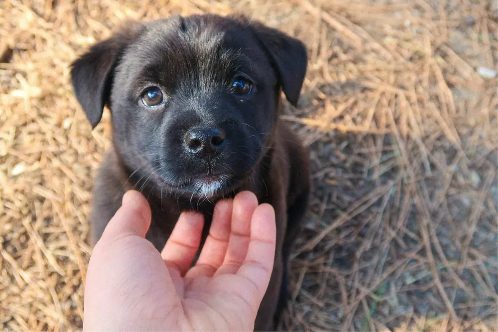 puppy-training-basics-you-should-know