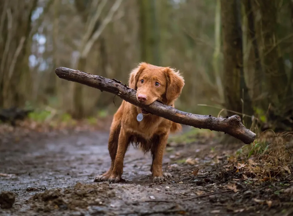 4-strong-dog-toys-for-destructive-chewers