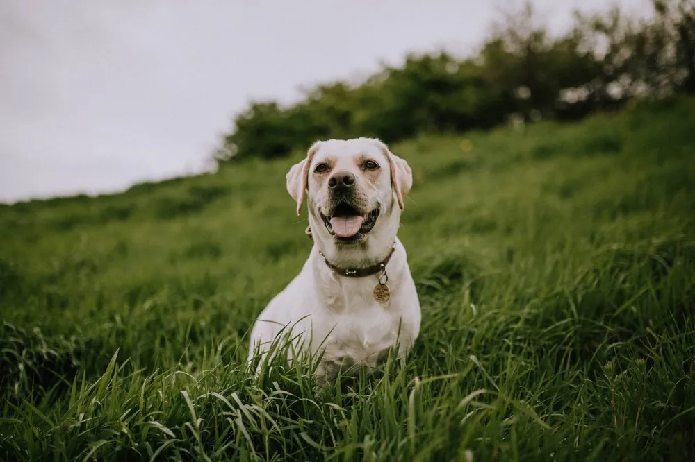 why-do-dogs-eat-grass-and-vomit