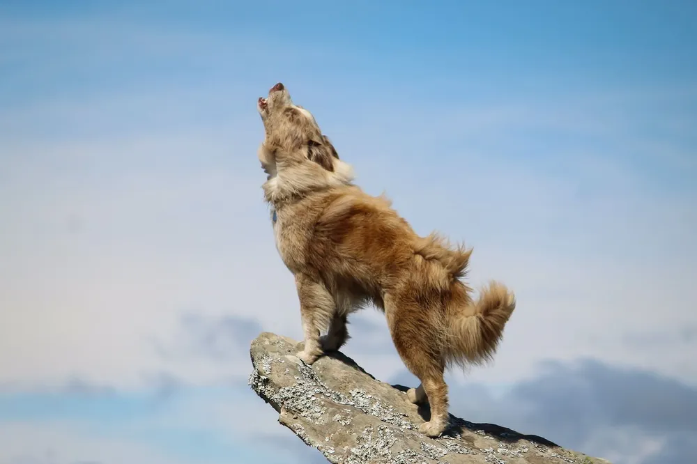 5-root-causes-for-why-do-dogs-howl