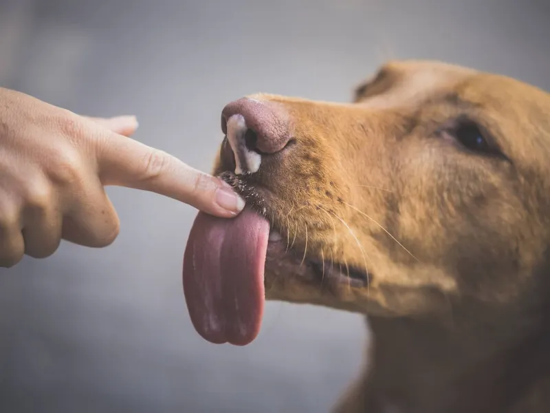 why-do-dogs-lick-you-and-should-you-stop-them