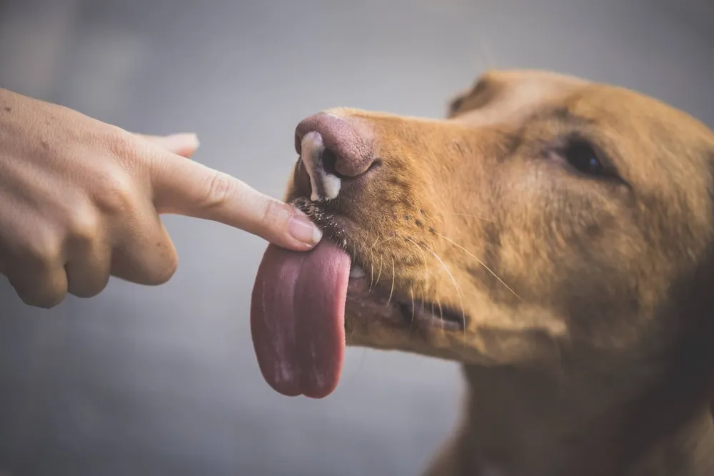 why-do-dogs-lick-you-and-should-you-stop-them
