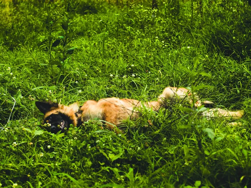 why-do-dogs-roll-in-fox-poo-and-how-to-clean-it