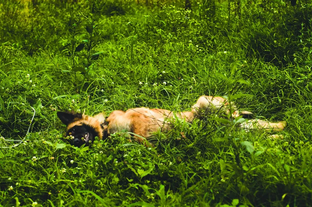 why-do-dogs-roll-in-fox-poo-and-how-to-clean-it