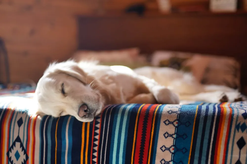 why-do-dogs-sleep-so-much